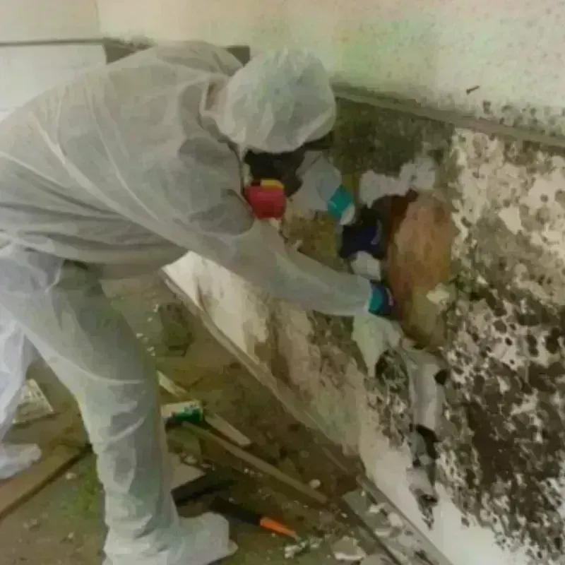 Mold Remediation and Removal in Spring Hope, NC